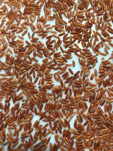 ข้าวมังกรแดงเนื้อนิ่มดีต่อสุขภาพเกรดส่งออกจากเวียดนาม - Product Image 5