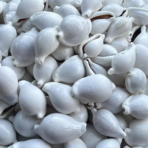 Wholesale Vietnam Cowrie Shells Smooth Glossy Shells for Fashion Jewelry - Product Image 1