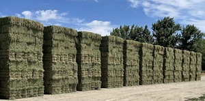 Cubos de heno de alfalfa de alta calidad para alimentación animal a la venta al precio al por mayor más barato en stock a granel - Product Image 6