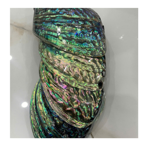 Coquillage naturel Coquillage d'ormeau poli Coquillage artisanal naturel de 99 données d'or au Vietnam pour la décoration avec la meilleure qualité - Product Image 1