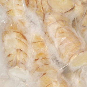 Lengkuas-Raíz de galangal para sopa, a granel, Vietnam - Product Image 1