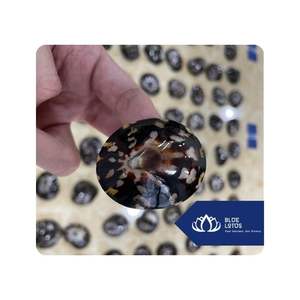 BEST SELLER Coquille de limpet Utilisée pour l'artisanat, l'affichage, la collection et l'arrangement décoratif à usage commercial Vietnam - Product Image 1