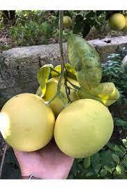 5 semi di semi di raccolto biologico raro semi di cedro giallo di qualità
