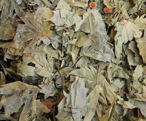 Hoja de Plátano Sycamore, 250g, Ingrediente Herbal Seco Natural, Marca Tos, 48 Meses de Vida Útil, Etiqueta Privada, Venta al por Mayor, Turquía - Product Image 5