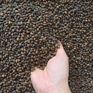 PRECIO MUY BARATO Y PAPAYA DE ALTO ESTÁNDAR DE EXPORTADOR VIETNAMITA - Product Image 1
