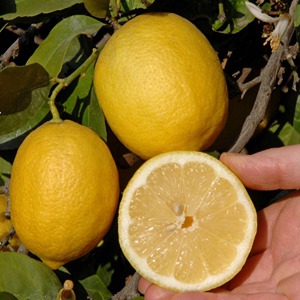 Limones frescos cosechados en la granja Eureka Limones frescos Eureka con alto contenido de jugo 100% para suministro y procesamiento a granel - Product Image 4