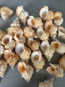 Coquillage naturel poli Vietnam Ocean Craft pour les fournitures de bijoux et les idées de décoration de mariage nautique - Product Image 5