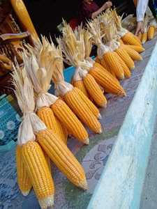 Handmade decorative dried corn, perfect for eco-friendly <b>home</b> <b>decor</b>, autumn celebrations, and <b>rustic</b> event styling. - Product Image 4