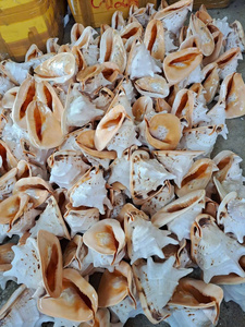 Concha de caracol de trompeta gigante exquisita al por mayor Charonis Tritonis de concha marina pulida de Vietnam-Caryln 0084935825297 - Product Image 6