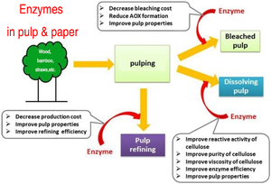 <span class=keywords><strong>Xylanase</strong></span> Cho Thuốc Tẩy Tăng Enzyme Giấy Tẩy Trắng Enzyme Trong Bột Giấy Làm # Sx25 - Product Image 4