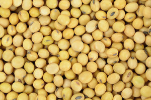 Soja amarilla de grado de exportación no OGM/Frijoles de soja de calidad superior para importadores de soja Bélgica - Product Image 3