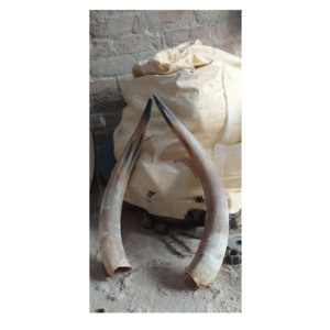 Par de bocina de búhos, claxon Natural montado, producto en oferta, para decoración de pared - Product Image 6