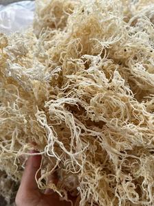Hot Seller High Quality Cottini <b>Dried</b> Sea <b>Moss</b> Sargassum Irish Sea <b>Moss</b> Eucheuma Premium Seaweed for Export/ ANNA DO VILACONIC - Product Image 2
