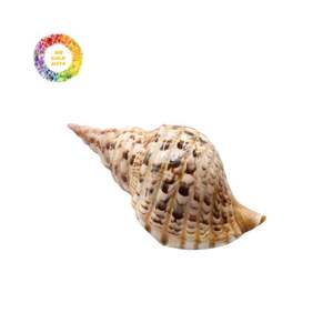 เปลือกหอยทรัมเป็ตแบบเวียดนามตกแต่งสำหรับตกแต่งภายในบ้านตู้ปลาและคอลเลคชั่นเปลือกหอย - Product Image 2