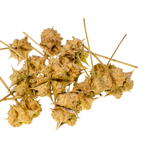 Gokhru ayurvédique Tribulus Terrestris Herbe entière pour la vitalité énergétique Force musculaire Certifié Organique Fournisseur en vrac Exportateurs - Product Image 1