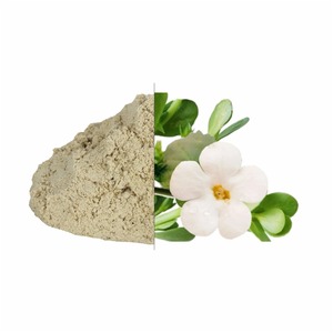 Extrait de plantes Brahmi Tonique cérébral puissant pour la clarté mentale et la réduction de l'anxiété pour l'approvisionnement mondial de l'Inde - Product Image 3