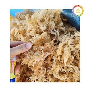 สาหร่ายมอสไอริชแห้งคุณภาพพรีเมียม จำหน่ายจำนวนมาก ราคาแข่งขันสำหรับผู้ซื้อขายส่ง - Product Image 1