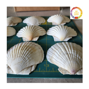 Exportación de Vietnam, conchas marinas de vieira naturales, conchas blancas grandes, accesorios decorativos para exhibición de alimentos y decoración de fiestas - Product Image 4