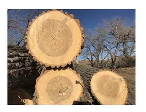 Roble y abedul-Leña seca en horno Buen precio Productos relacionados con la energía Dividir para una Calefacción Eficiente - Product Image 4