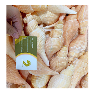 Hermosas conchas marinas decorativas con elegancia natural, perfectas para obras de arte hechas a mano y una impresionante decoración del hogar - Product Image 4