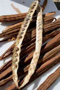 Graines de Moringa Oleifera Séchées Biologiques d'Autriche pour Usages Médicaux, Industriels et Cosmétiques Durée de Conservation de 2 Ans pour l'Exportation - Product Image 6