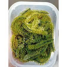 RAISINS DE MER DU VIETNAM-RAISINS DE MER SÉCHÉS RAISINS DE MER DÉLICIEUX NATURELS DE PREMIÈRE COMMANDE - Product Image 3