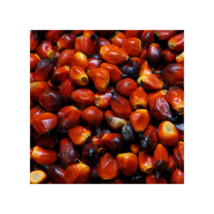 Vente en gros de noix de palme, approvisionnement en vrac, prix bas, qualité fraîche et naturelle - Product Image 4