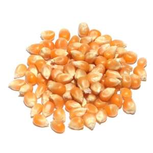 Principal Exportador de Semillas de Maíz de Primera Calidad |   Maíz Amarillo Seco en Oferta y Maíz de Alta Calidad - Product Image 6