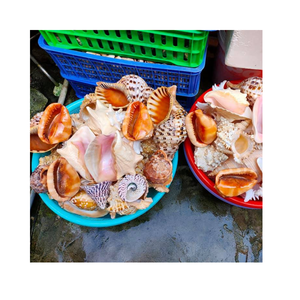 Coquillages vietnamiens en vrac à un prix d'usine: Choix du collectionneur - Product Image 1