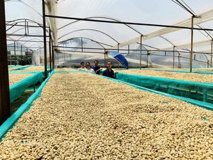 [Échantillon Gratuit] Café Robusta en Grains Verts HANFACTORY - Naturel/Lavé/Procédé Miel - Fournisseur Vietnamien à Faible MOQ - Product Image 4