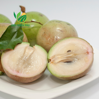 POMMES ÉTOILES FRAIS DU VIETNAM/FRUITS TROPICAUX DE HAUTE QUALITÉ DE LA DERNIÈRE CULTURE