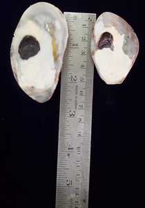 หอยมุกหลากสีสำหรับขายและใช้มือจับทำจากเปลือกหอยมุกหลายสีขัดเงาจากธรรมชาติออกแบบได้ตามต้องการ - Product Image 5