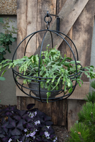 Jardinière suspendue globe antique au design moderne et épuré, en fer thermolaqué, décorative, pour intérieur et extérieur, panier suspendu réutilisable