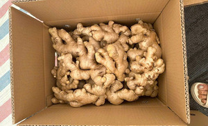 GINGEMBRE CONGELÉ PREMIUM/ÉNERGIE NATURELLE/INGRÉDIENTS PROPRES/PUISSANCE ANTIOXYDANTE - Product Image 2