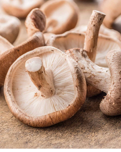 HONGOS SHIITAKE SECOS ORIGINALES DE VIETNAM / CALIDAD DE EXPORTACIÓN - Product Image 5