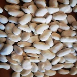 Venta al por mayor de frijoles blancos secos y semillas de frijol blando a precio competitivo, frijoles blancos a la venta - Product Image 1