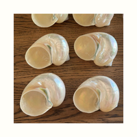Coquillages Turbo Imperialis pour l'artisanat décoratif, la fabrication de bijoux, la production de souvenirs et le traitement des coquillages marins