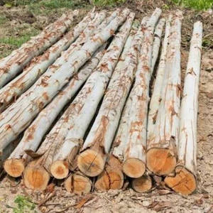 NatureGuard Pilier en bois durable écologique pour une utilisation à long terme dans les maisons et jardins respectueux de l'environnement - Product Image 1