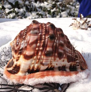 Material de Concha Marina de Alta Calidad, Cypraecassis rufa (Casco Rojo), de Vietnam, para Manualidades Artísticas y Decoración de Habitaciones con Estilo Costero - Product Image 6