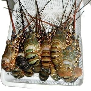 Compre langosta congelada en stock ahora, obtenga una entrega rápida y ahorre más con nuestro exclusivo precio de venta al por mayor - Product Image 4