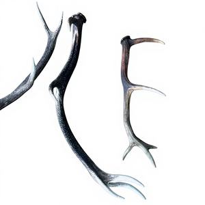 Cuernos de Ciervo Rojo de Primera Calidad a Precio Económico para Venta al por Mayor/ Cuernos de Ciervo en VENTA - Product Image 1