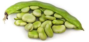 Premium kalite saf doğal zengin beslenme geniş <span class=keywords><strong>Fava</strong></span> fasulye fiyat fasulye geniş <span class=keywords><strong>Fava</strong></span> fasulye proteini en iyi fiyat