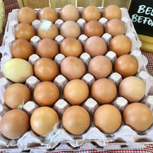 Huevos de Gallina Marrones de Primera Calidad AA, Huevos Frescos de Mesa de Origen del Reino Unido para Venta al por Mayor a Precio Económico - Product Image 3