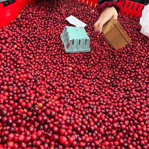 ราคาโรงงาน ผลแครนเบอร์รี่สด 950 กก. ขายส่ง คุณภาพพรีเมียม - Product Image 3