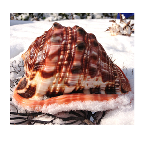 เวียดนามหมวกกันน็อกสีแดง/Cypraecassis Rufa เปลือกหอย - Product Image 2