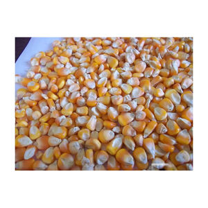 Maïs de maïs jaune pour la consommation d'aliments pour humains et animaux, maïs jaune pour l'alimentation de volaille - Product Image 2