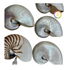 Concha de Nautilus, Artículo Decorativo con Estructura Espiral Natural, Ideal para Decoración del Hogar, Exhibición y Proyectos de Manualidades - Product Image 6