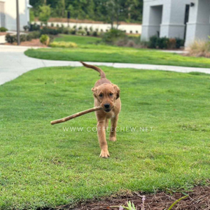 New Order Coffee Wood Long <b>Dog</b> Chew Stick Made in Vietnam HOANG LINH SG Kimy +84938616690 - Product Image 2