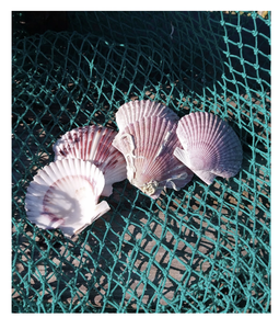 Scallop Shell utilizado para la exhibición de alimentos Buffet Configuración Evento Catering y requisitos de embalaje de regalo - Product Image 1