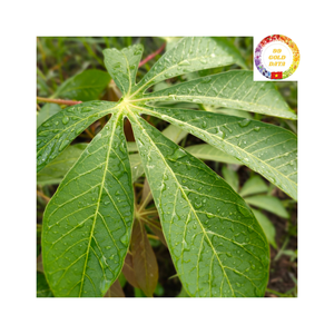 Fabricant et exportateur vietnamien de feuilles de manioc hachées congelées en grandes quantités au goût frais - Product Image 4